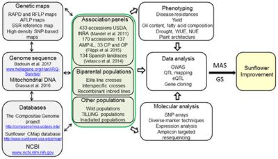 Sunflower Hybrid Breeding: From Markers to Genomic Selection